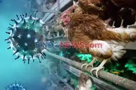 Flu Burung Merebak di...