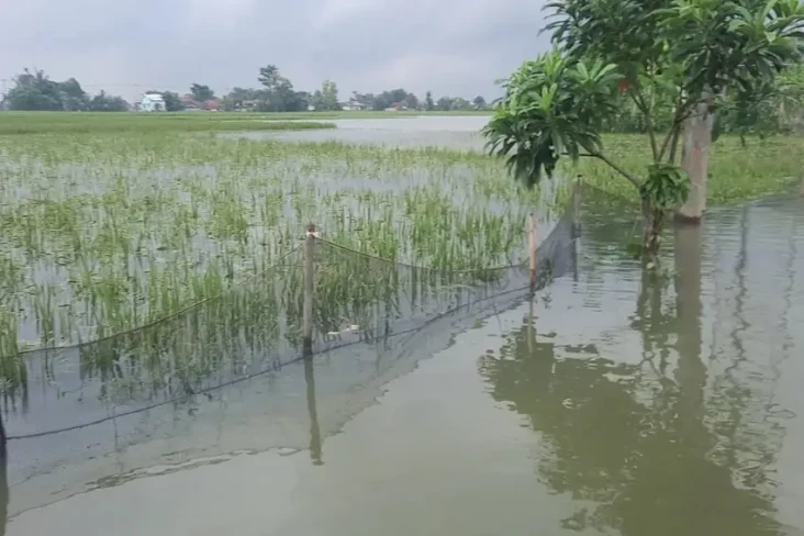 Ribuan Hektare Sawah...
