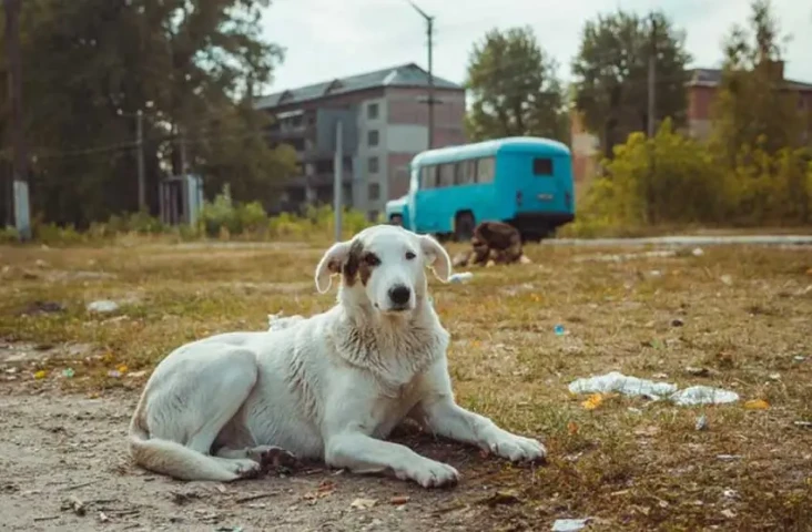 Terpapar Radiasi Nuklir,...