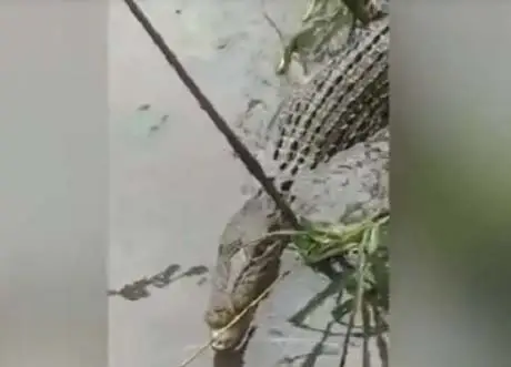 Penampakan Buaya 2 Meter...