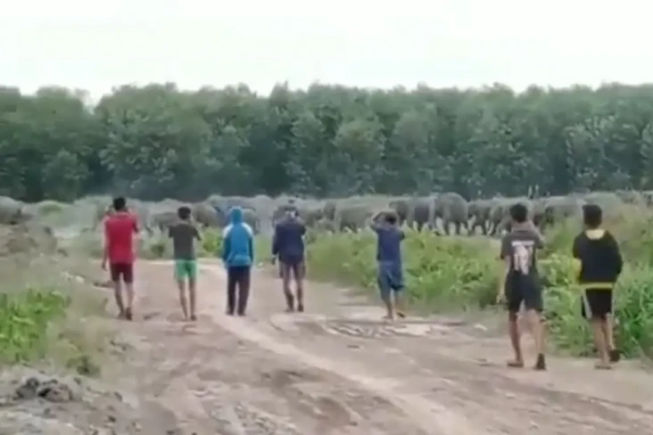 Viral! Puluhan Gajah...