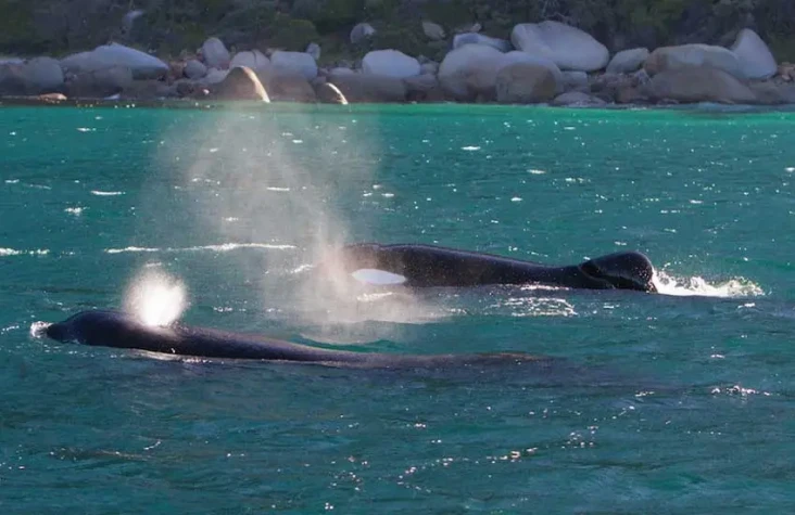 2 Orca Bantai 19 Hiu...