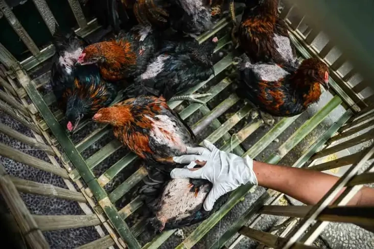 Flu Burung Terdeteksi...