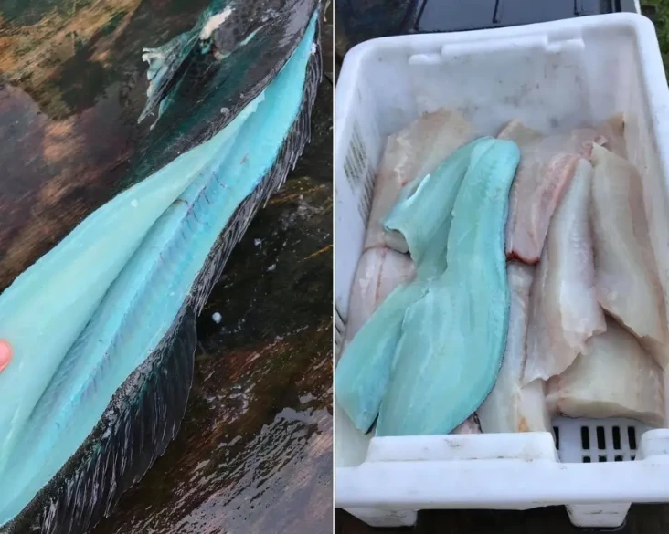 Dijuluki Smurf, Ikan...