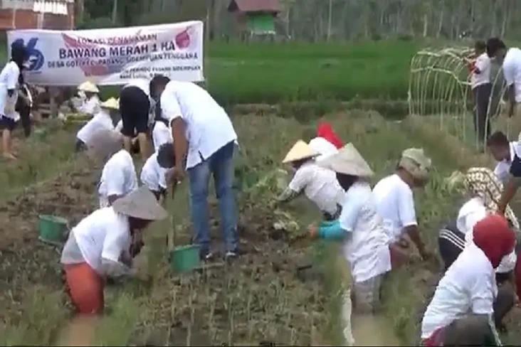 Perindo Kota Padangsidimpuan...