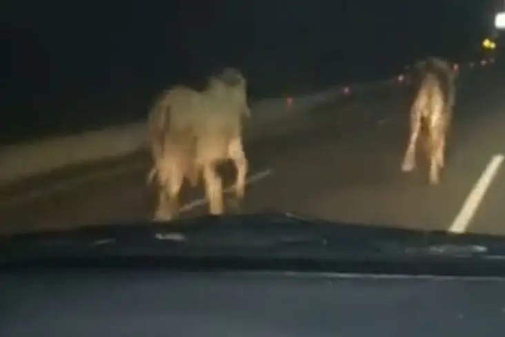 Kronologi Truk Muatan...