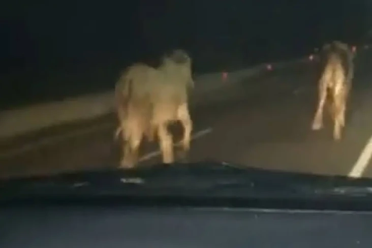 2 Ekor Sapi yang Berkeliaran...