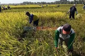 Serikat Petani Indonesia...