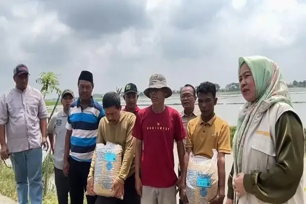 Bantuan Benih Kementan...