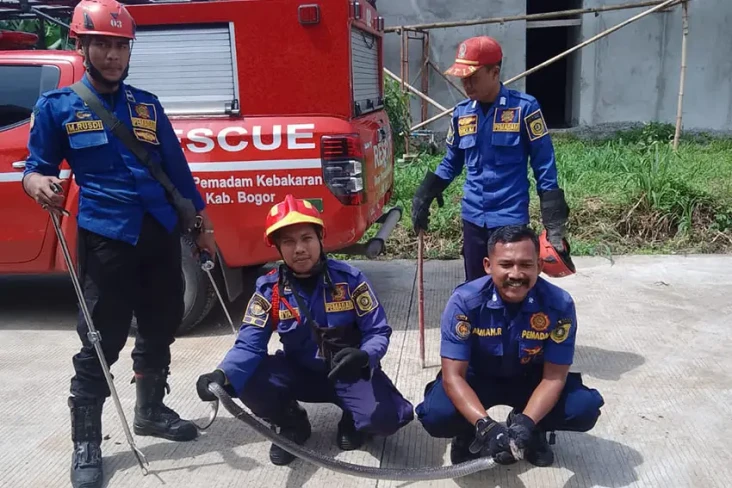 Ngeri! Ular Kobra Jawa...