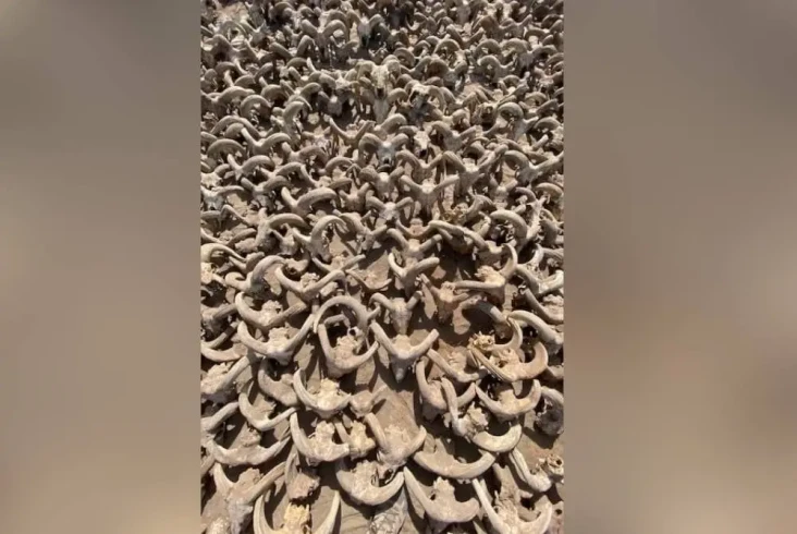 Ribuan Mumi Kepala Kambing...