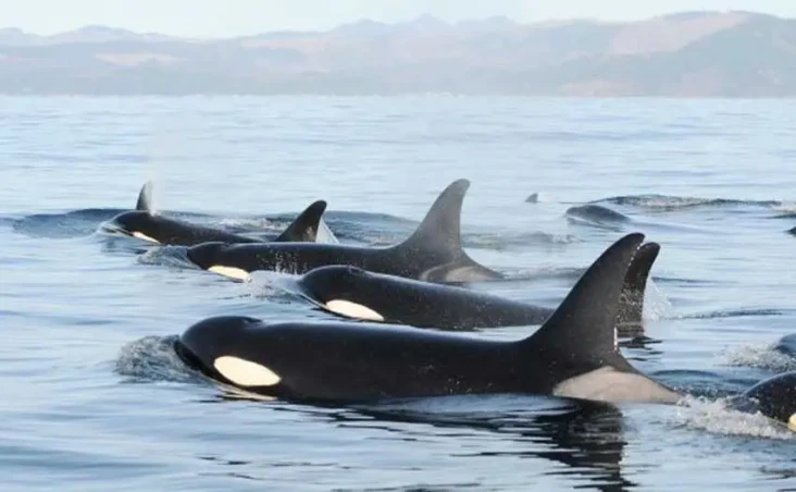 Populasi Orca di Pacific...