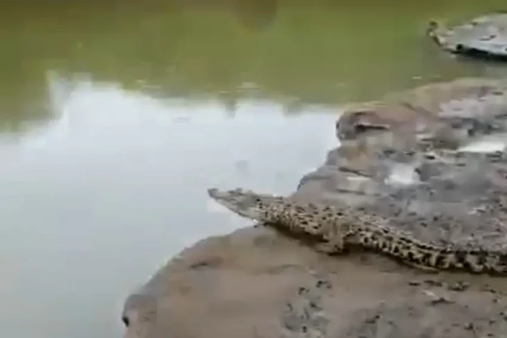 Geger, Buaya Muncul...