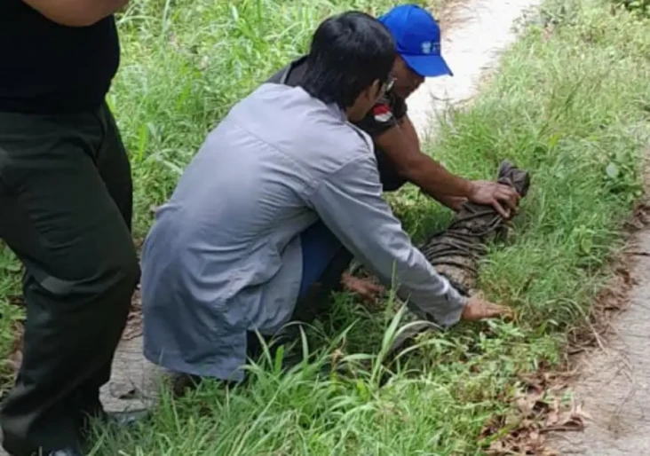 Horor Buaya di Sungai...