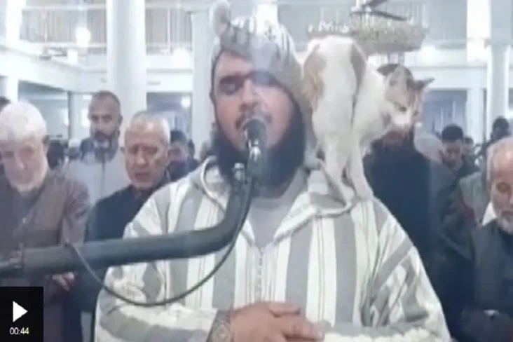 Viral! Kucing Usil pada...