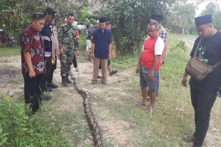 Ngeri! Ular Sanca Raksasa...