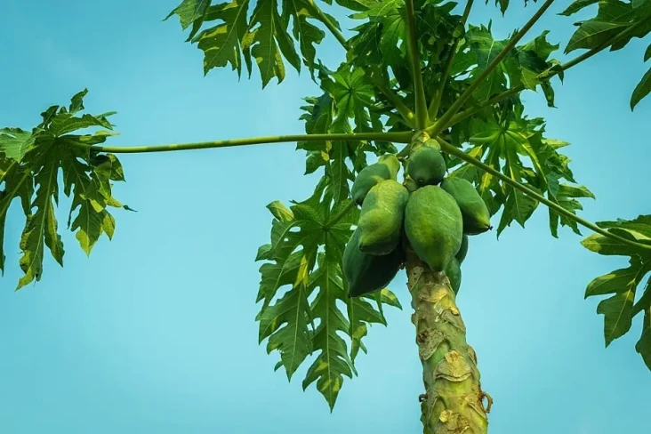 7 Manfaat Daun Pepaya...