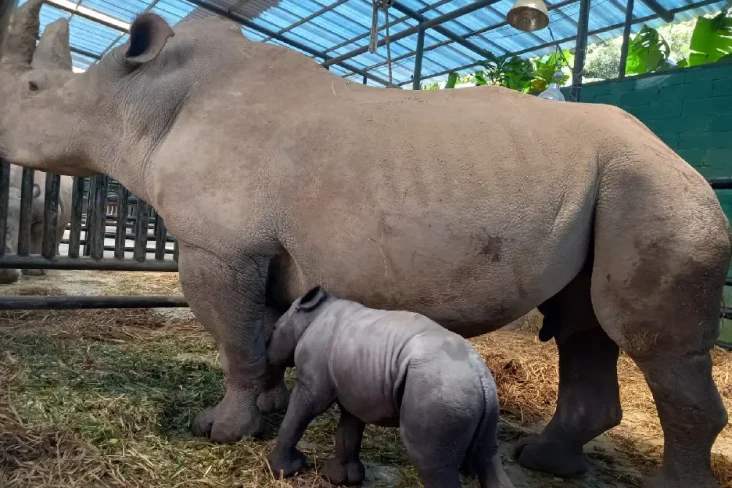 Bayi Badak Putih Afrika...
