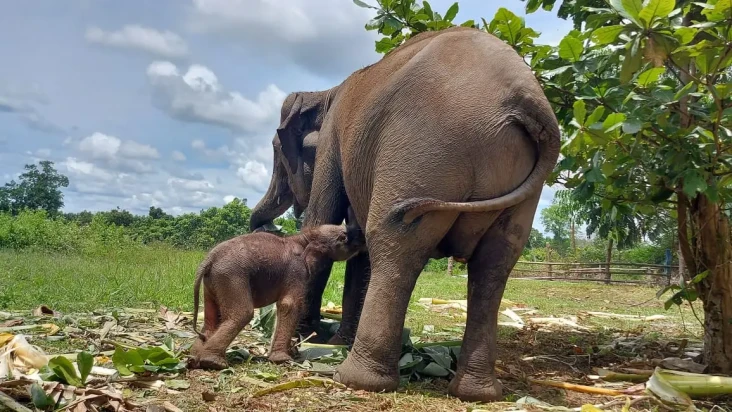 Penampakan Bayi Gajah...