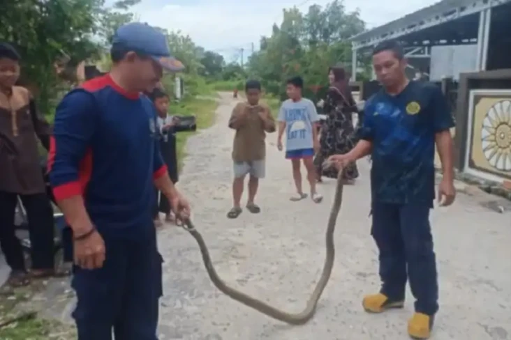 Ngeri! Ular Kobra Sepanjang...
