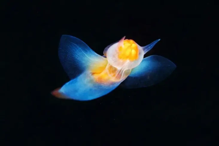 Sea Angle, Malaikat...