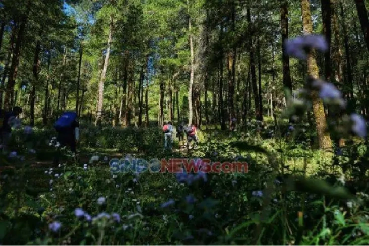 125,76 Juta Ha Hutan...
