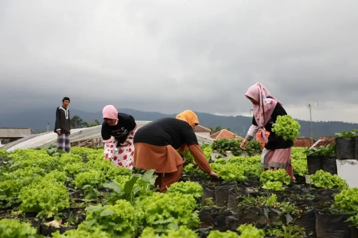GMP Gelar Bazar Sayuran,...