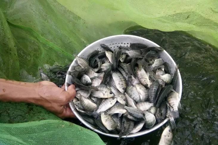 Genjot Produksi Ikan...