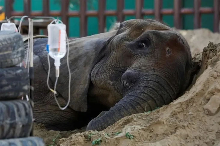 Kematian Gajah di Kebun...