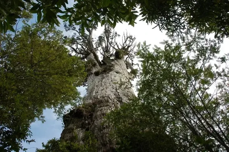 Pohon Tertua di Dunia...