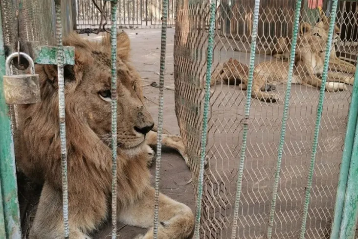 Dampak Perang Sudan,...