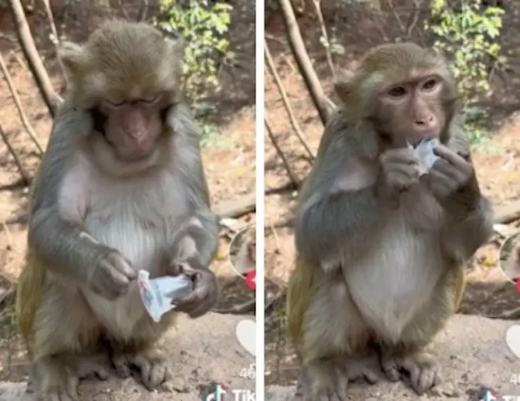 Viral! Seekor Monyet...