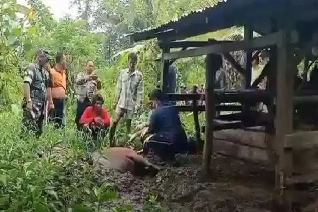 Puluhan Ekor Sapi Mati...