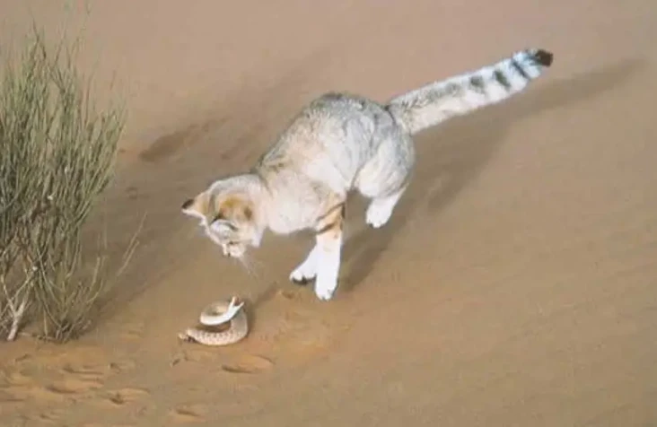 Kucing Pasir, Hewan...