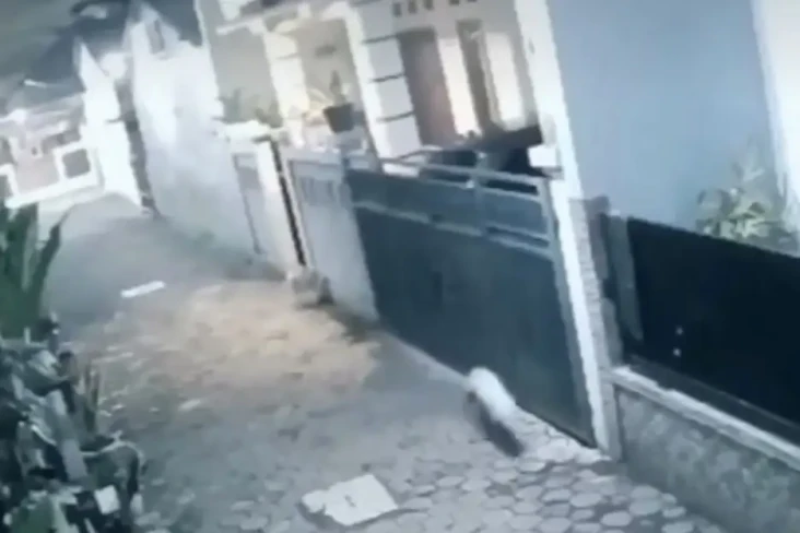 Viral Babi Ngepet Terekam...