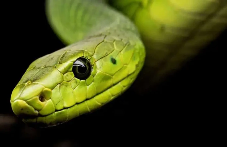 Mengenal Ophidiophobia,...