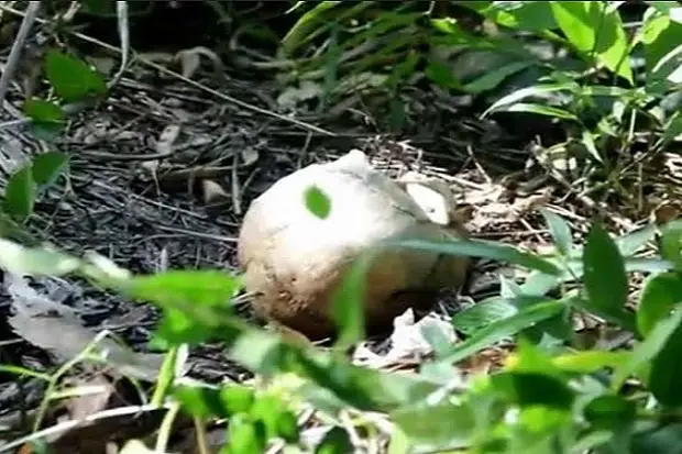 Geger, Warga PALI Temukan...