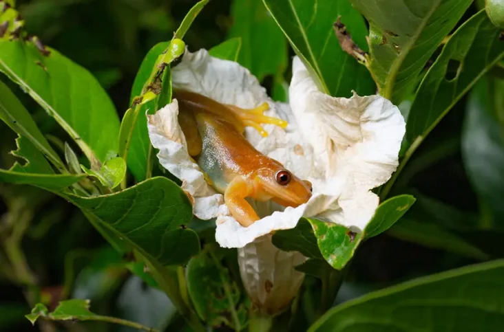 Kasus Pertama, Katak...