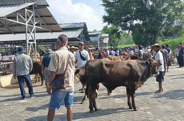680 Ekor Sapi Terserang...