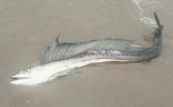 Menyeramkan, Ikan Kanibal...