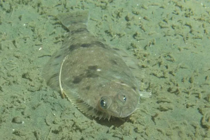 Mengenal Flatfish, Fakta...