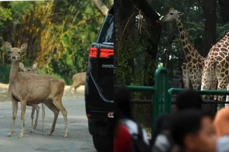 5 Perbedaan Ragunan...