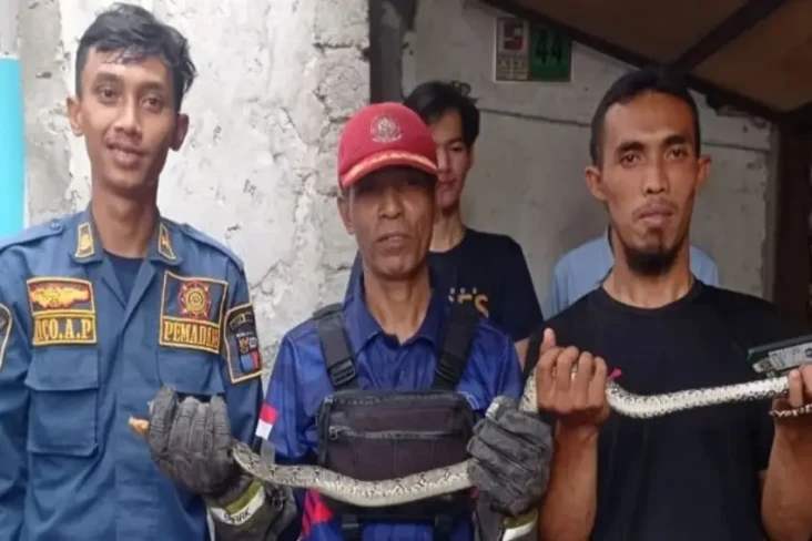 Ular Sanca Sepanjang...