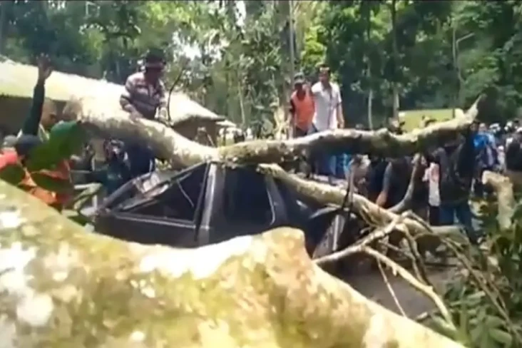 Pohon Tumbang di Gunung...