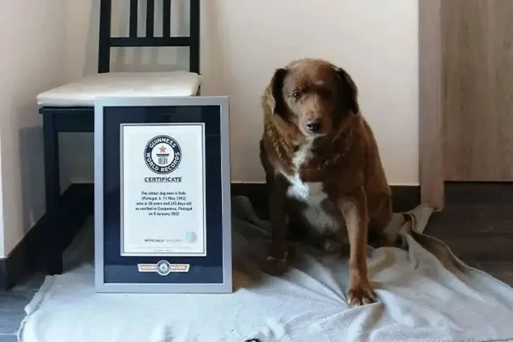 Bobi, Anjing Tertua...