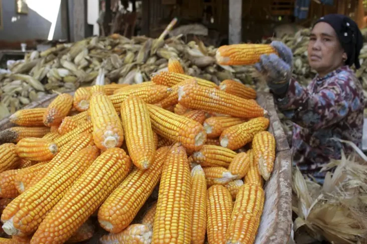 Harga Telur Mahal, Pemerintah...