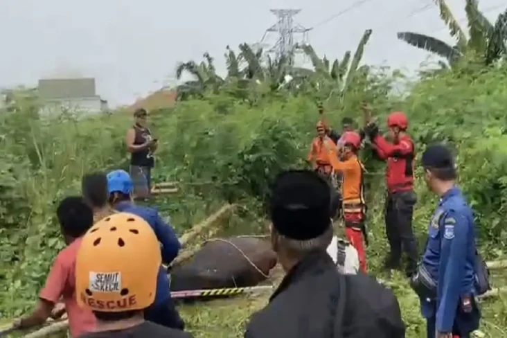 Sapi Berbobot 650 Kg...