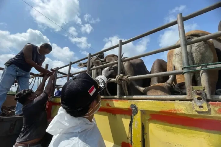 Sapi dari Anambas Mulai...