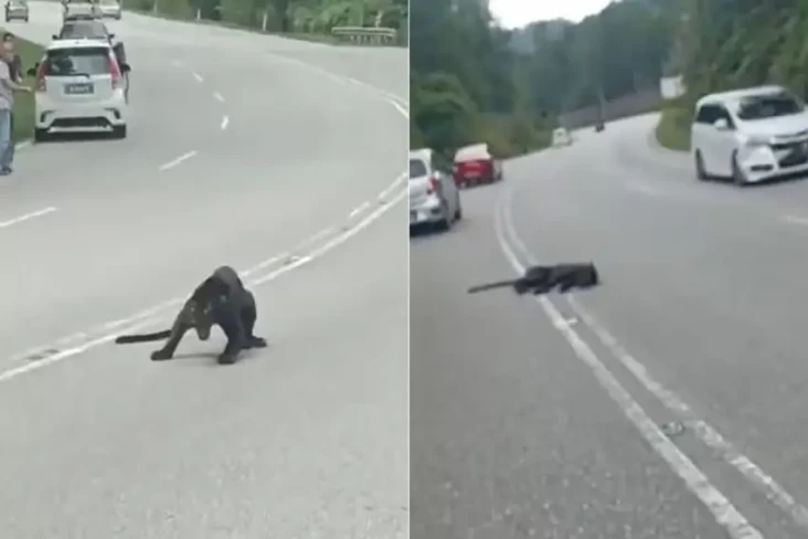 Tragis, Macan Kumbang...