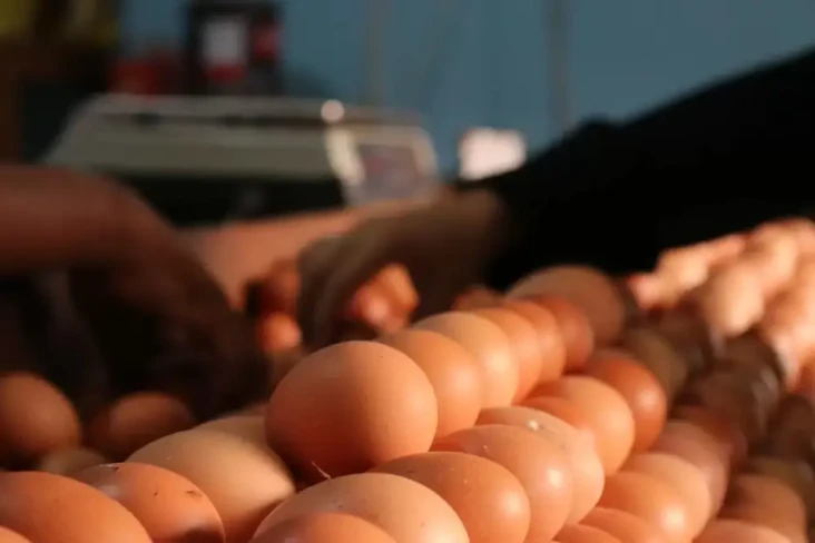 Tekan Harga Telur Ayam,...